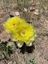 Wild Flowers